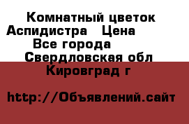 Комнатный цветок Аспидистра › Цена ­ 150 - Все города  »    . Свердловская обл.,Кировград г.